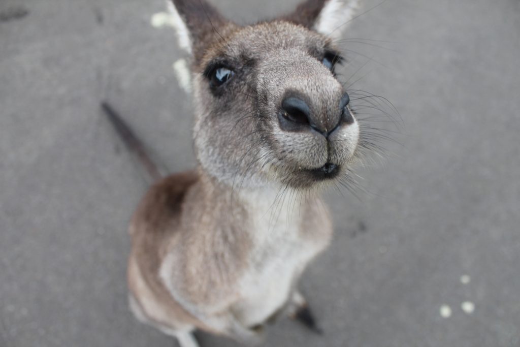 Getting Started in Australia