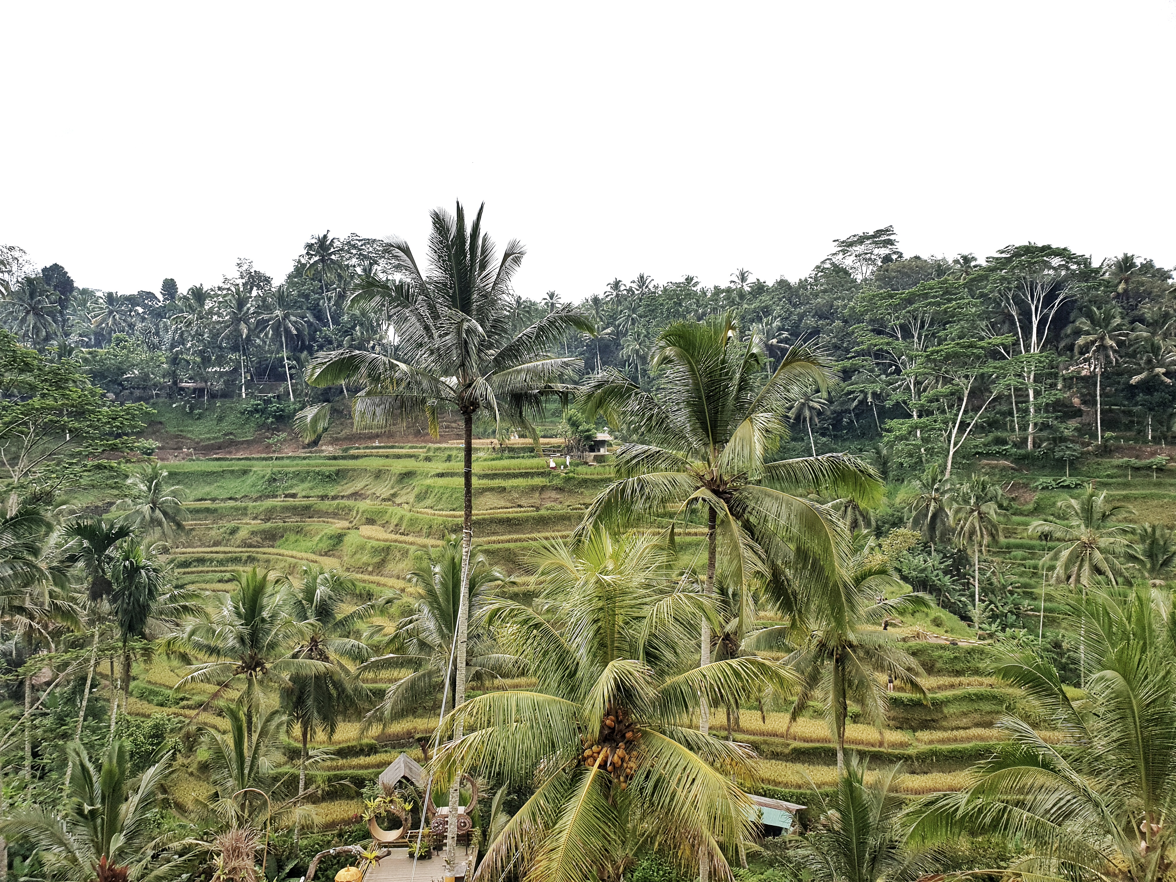 Rice Fields, Ubud, Bali, Indonesia