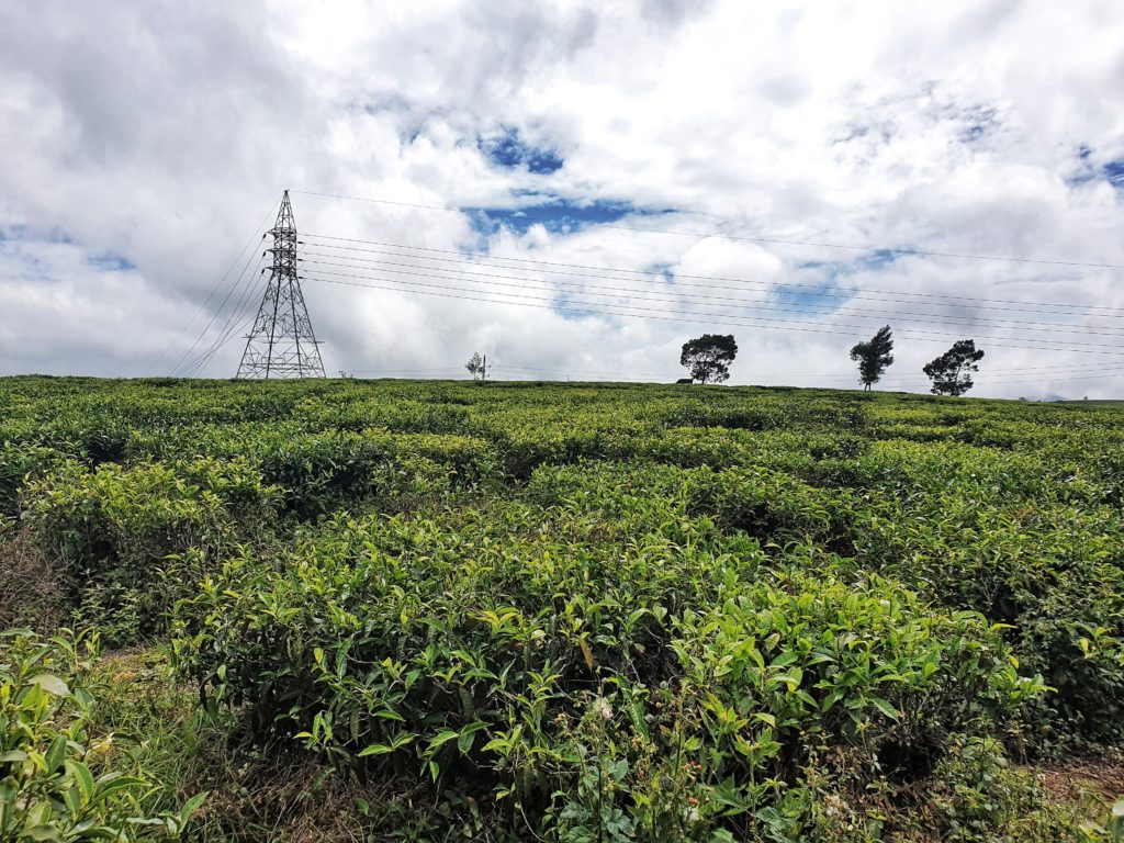 Moon Plains Tea Field, Nuwara Eliya, Sri Lanka