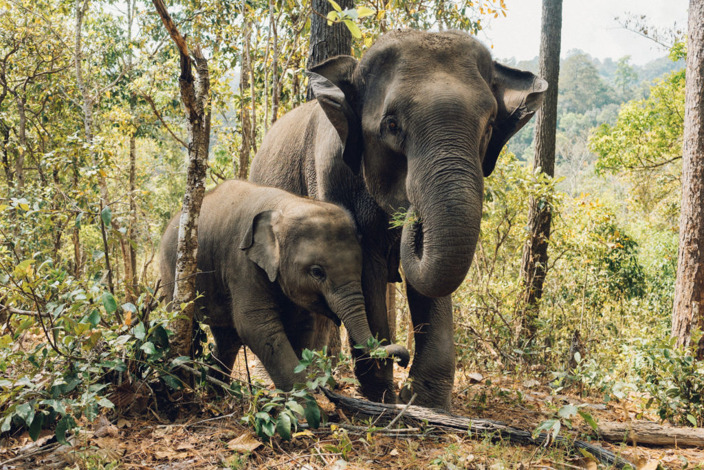 elephant sanctuary thailand