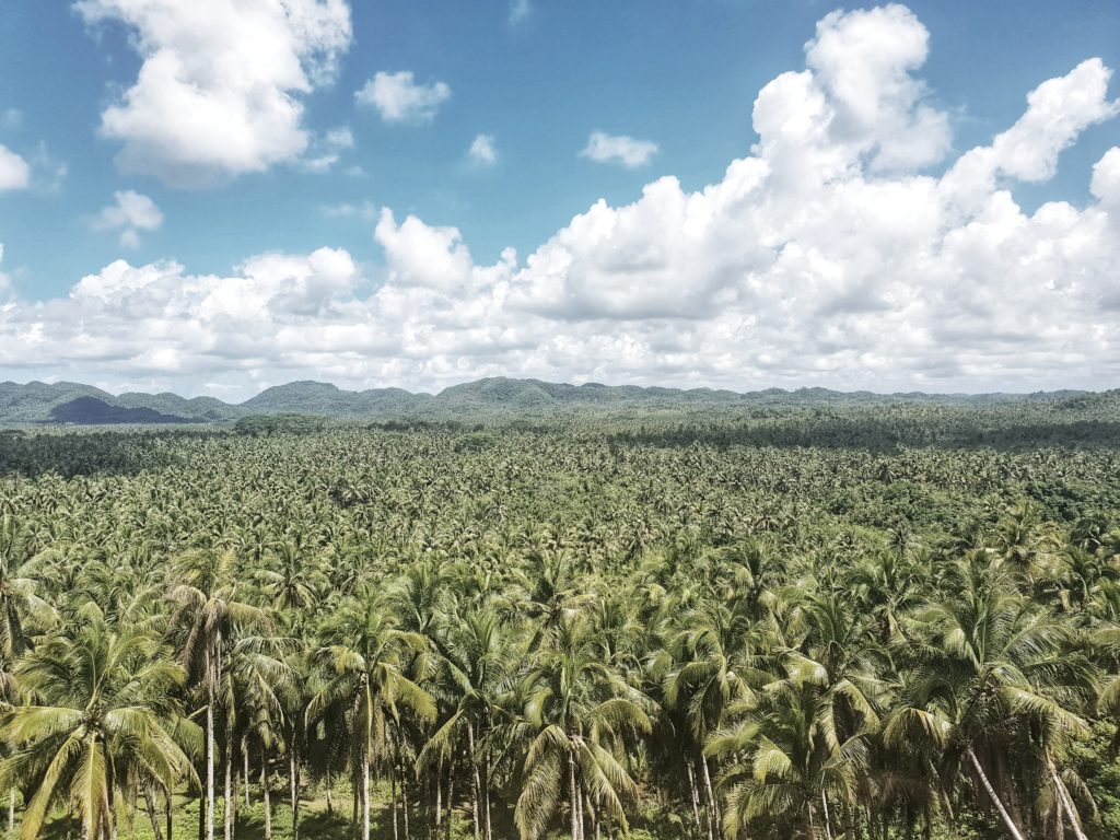 siargao, palm tree lookout