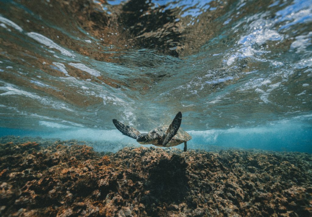 Gili Trawangan turtle sanctuary