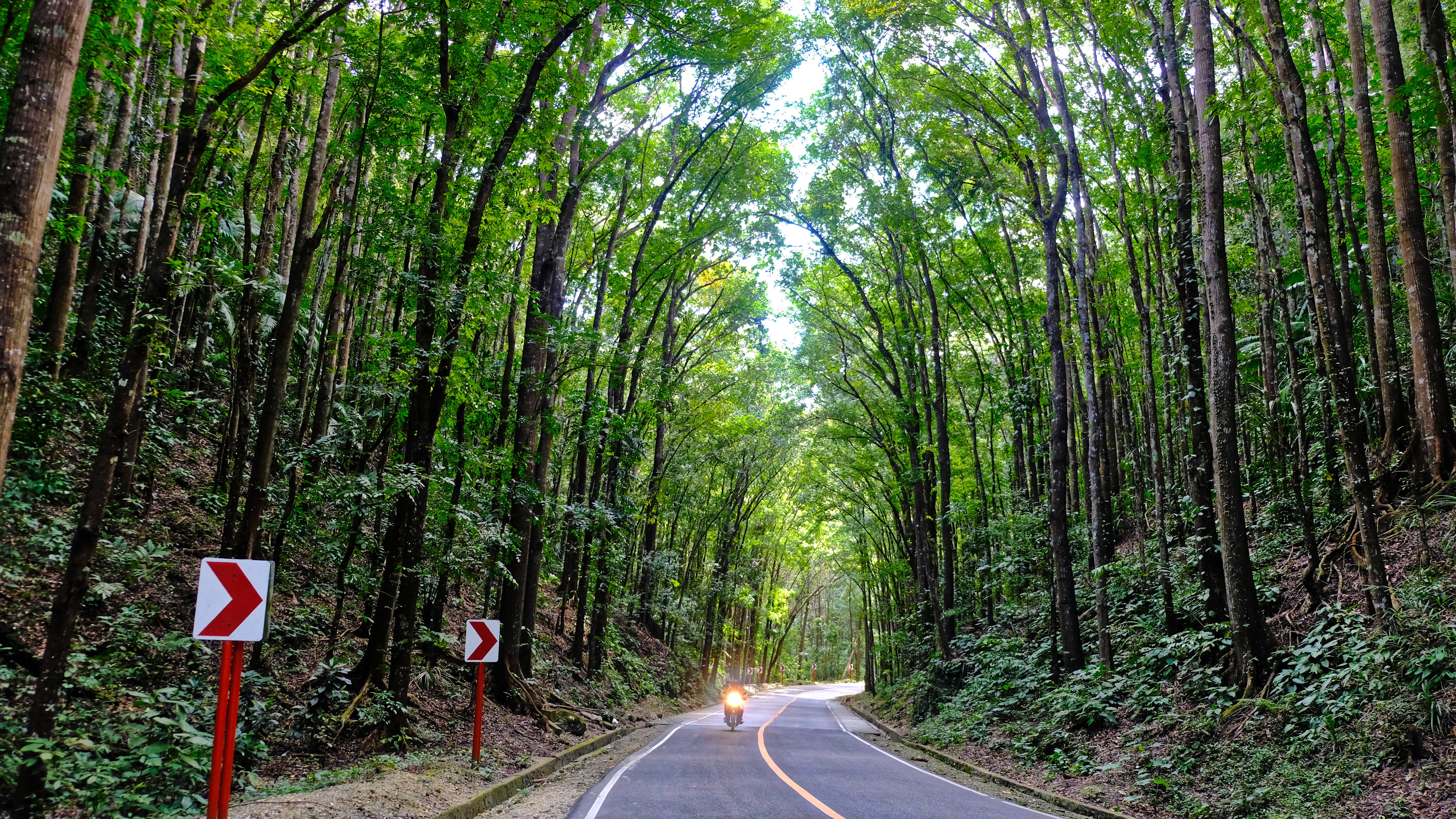 Man Made Forest, Bohol, Philippines