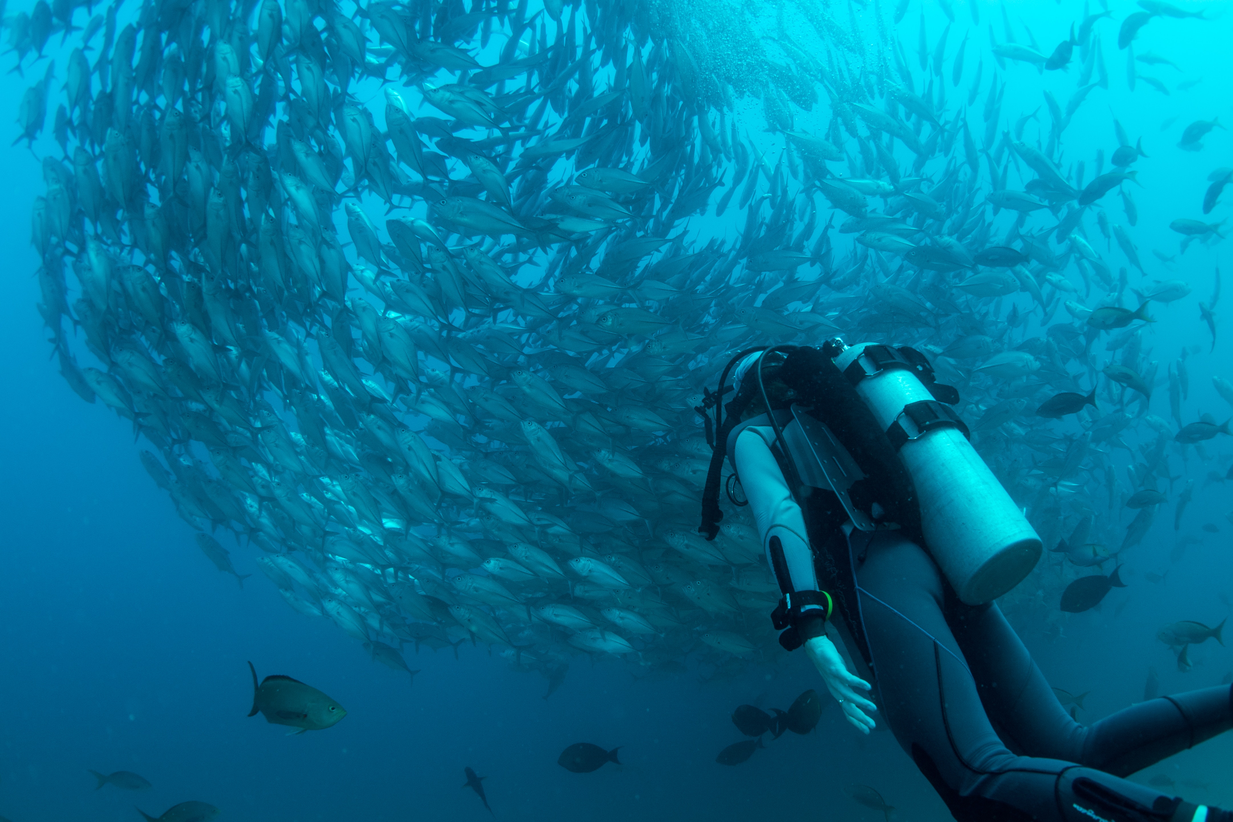 Scuba diving in Bohol