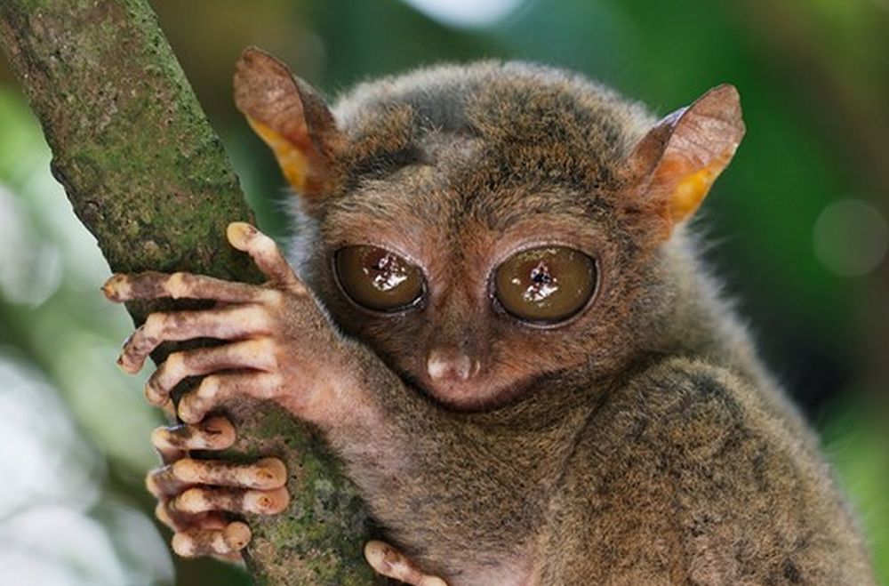 Tarsier Sanctuary, Bohol, Philippines