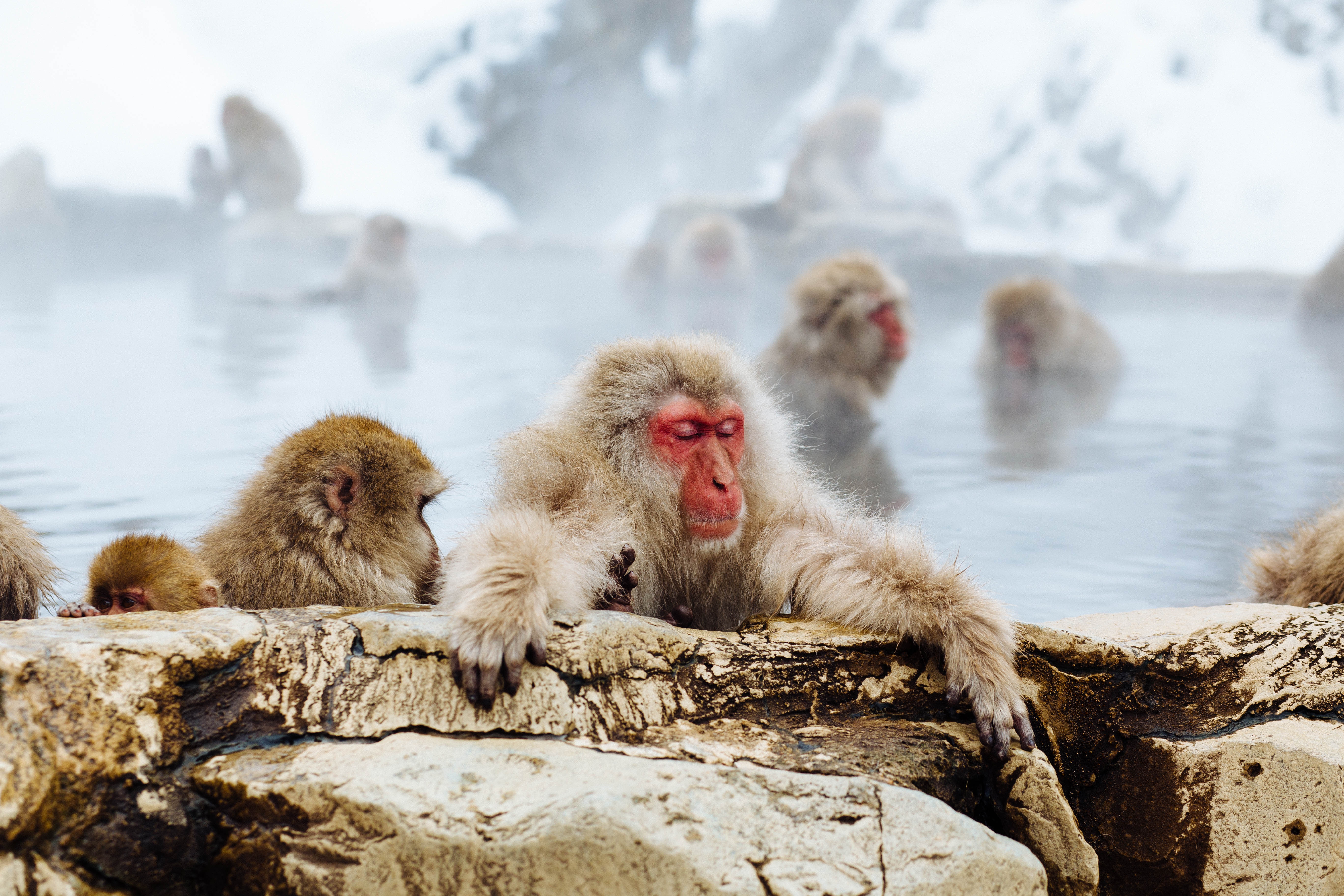 Monkey Park Iwatayama. Kyoto, Japan