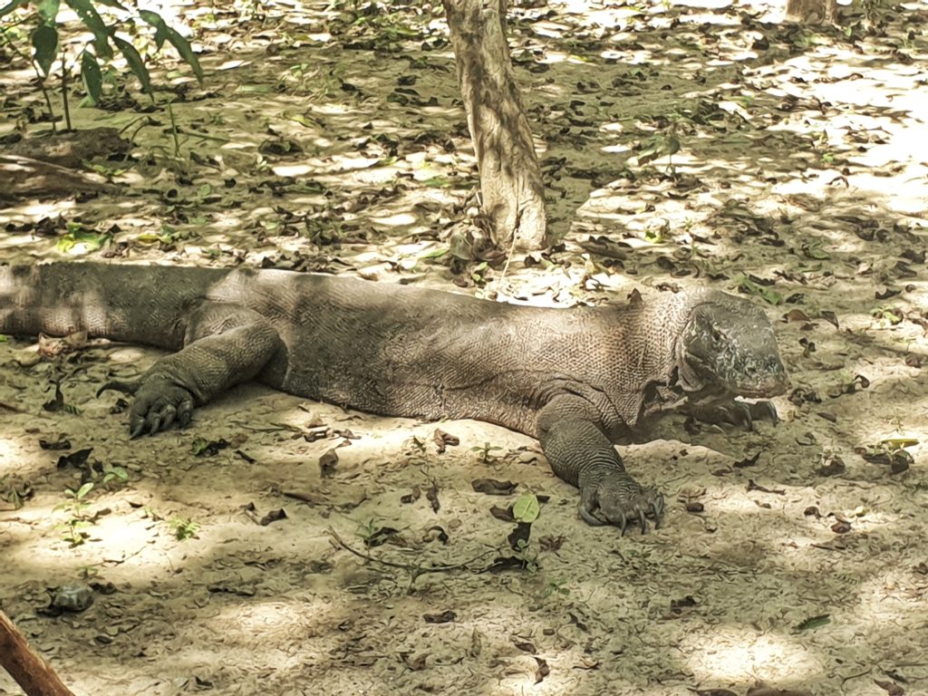 komodo dragon, Komodo island, Indonesia