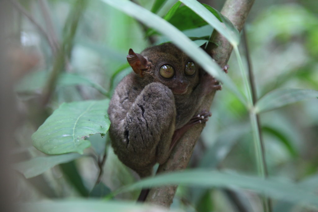 Tarziers, Bohol, Philippines