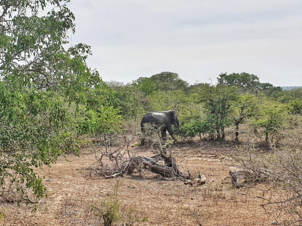 Yala National Park, Yala, Sri Lanka