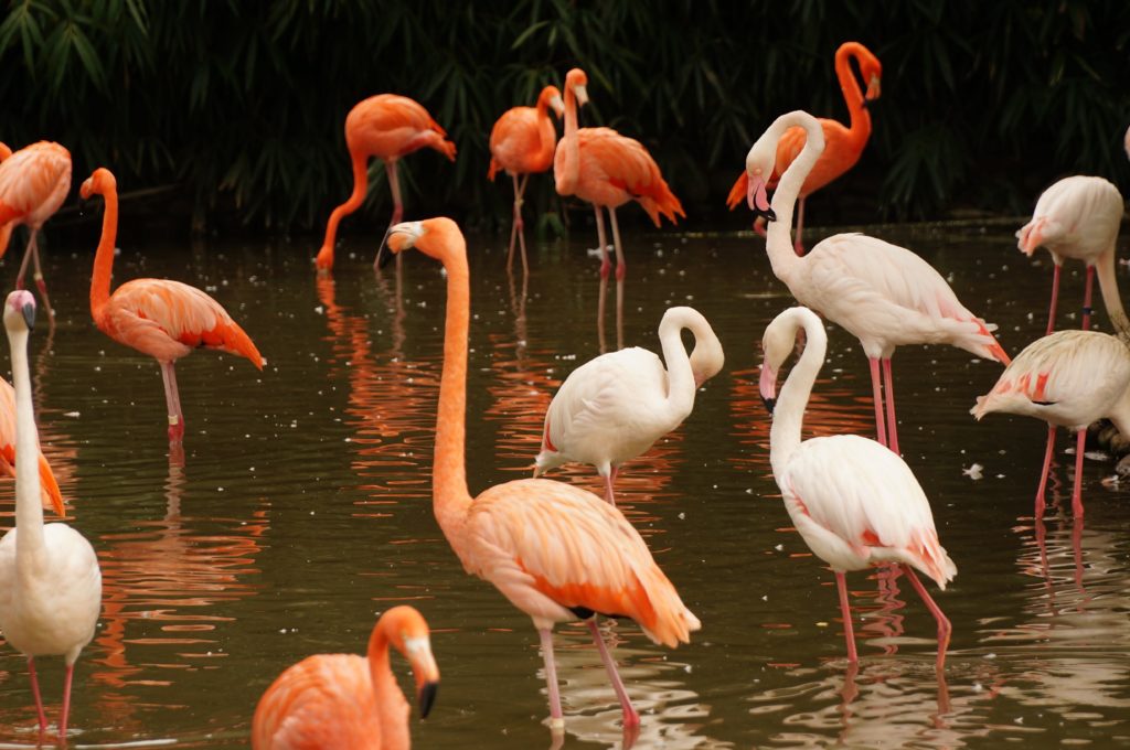 Aruba Flamingos