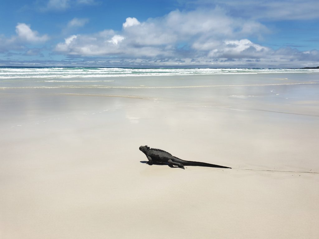 enchanted galapagos lodge, Santa Cruz, Ecuador, Galapagos