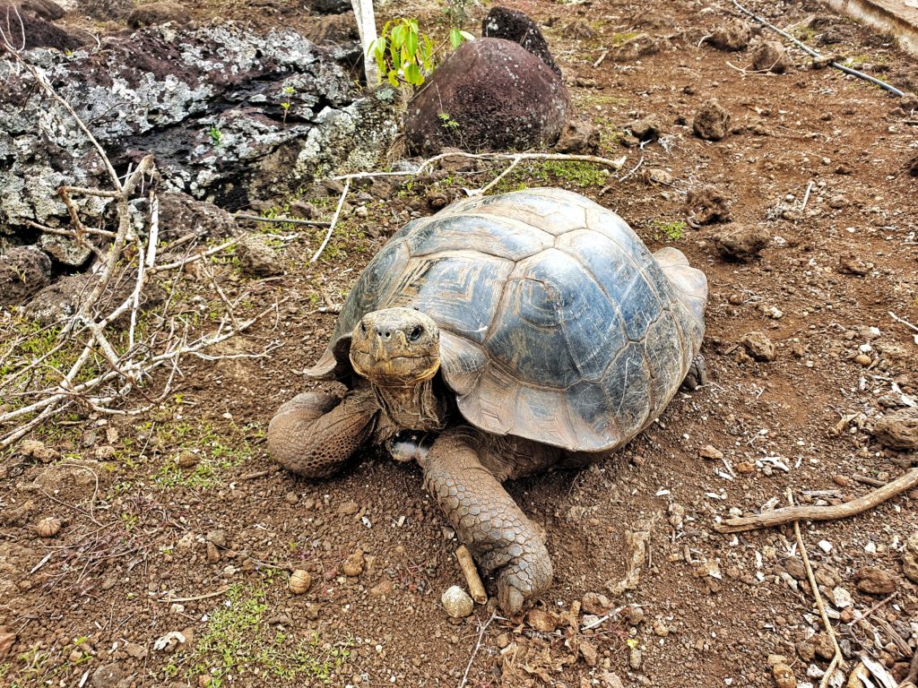 enchanted galapagos lodge, Santa Cruz, Ecuador, Galapagos