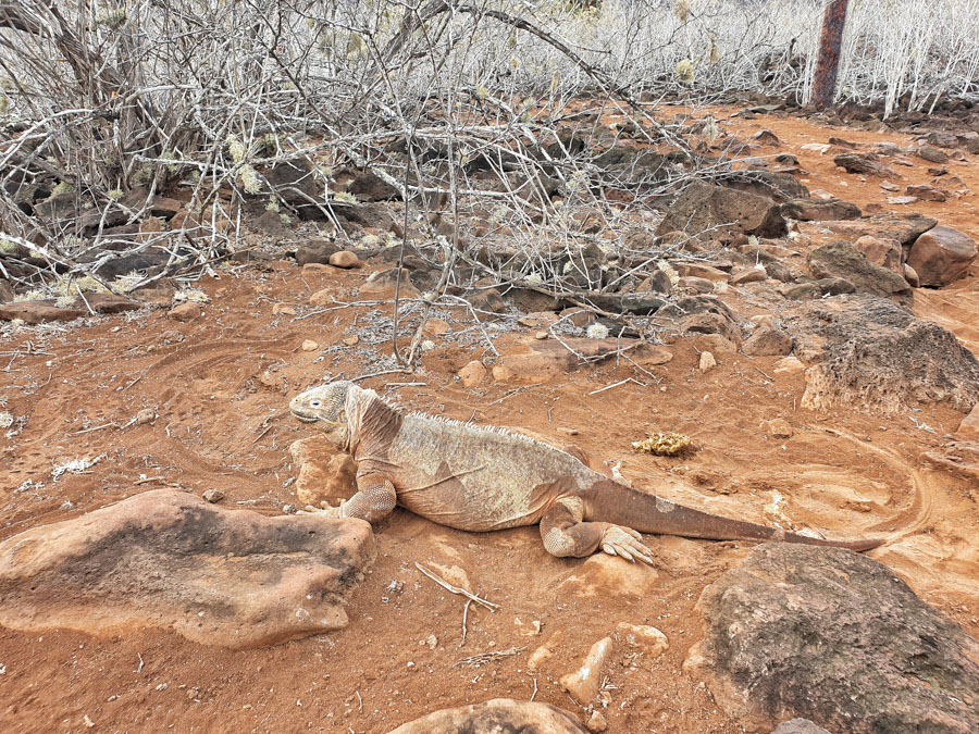 Santa Cruz II Cruise, Galapagos, Metropolitan Tours, Ecuador