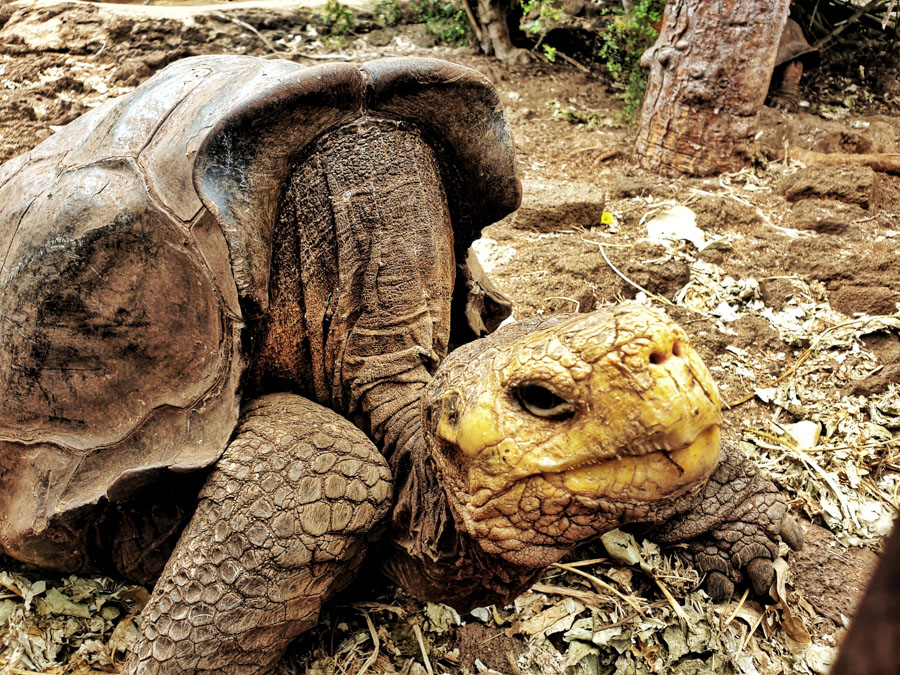 Santa Cruz II Cruise, Galapagos, Metropolitan Tours, Ecuador