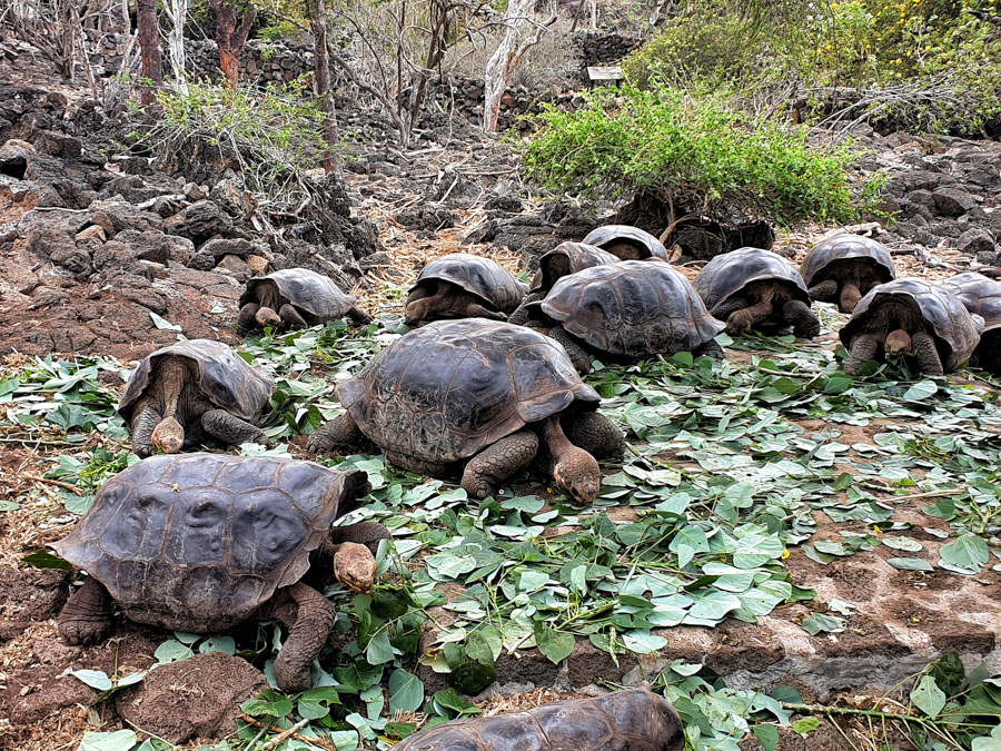 Santa Cruz II Cruise, Galapagos, Metropolitan Tours, Ecuador