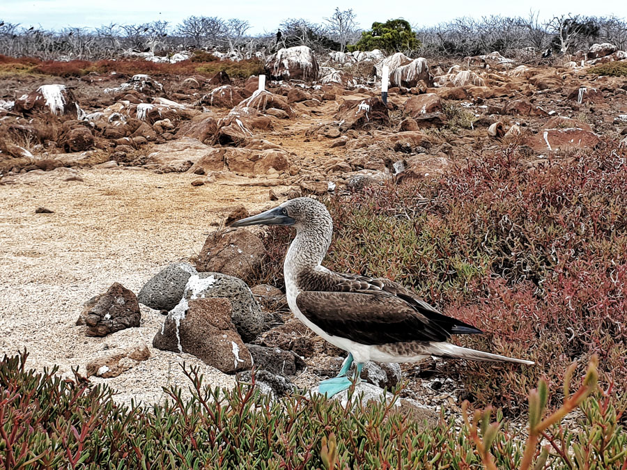 Santa Cruz II Cruise, Galapagos, Metropolitan Tours, Ecuador