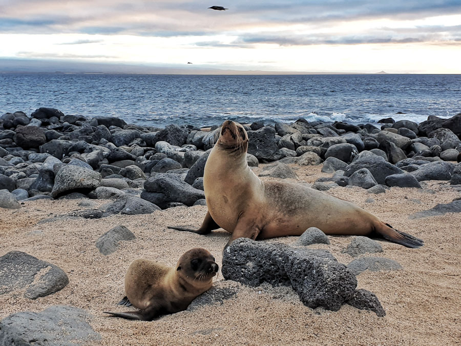 Santa Cruz II Cruise, Galapagos, Metropolitan Tours, Ecuador