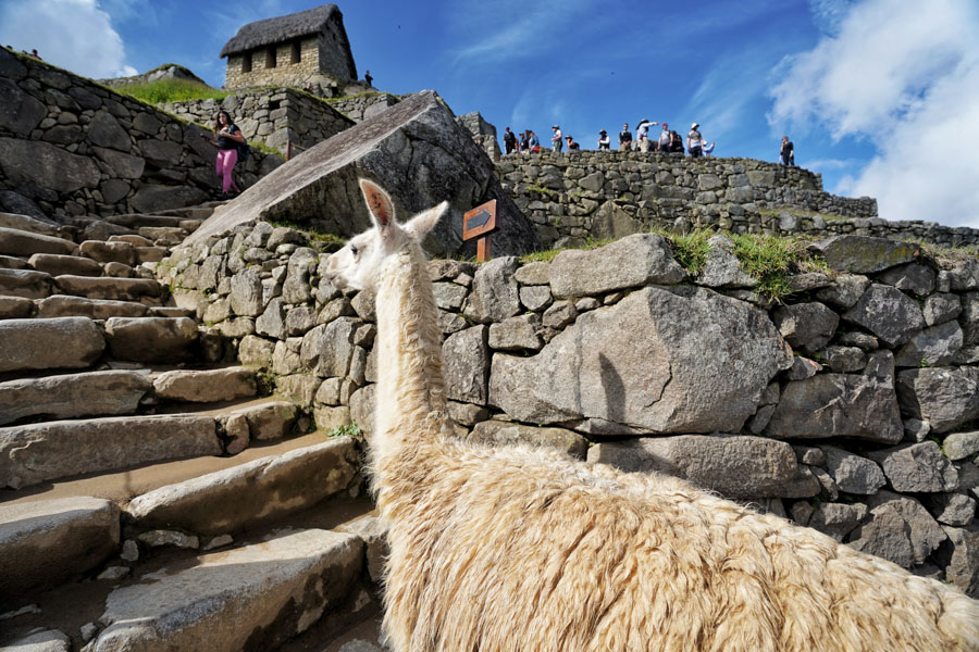 First Step Expeditions, Machu Picchu, Cusco, Peru