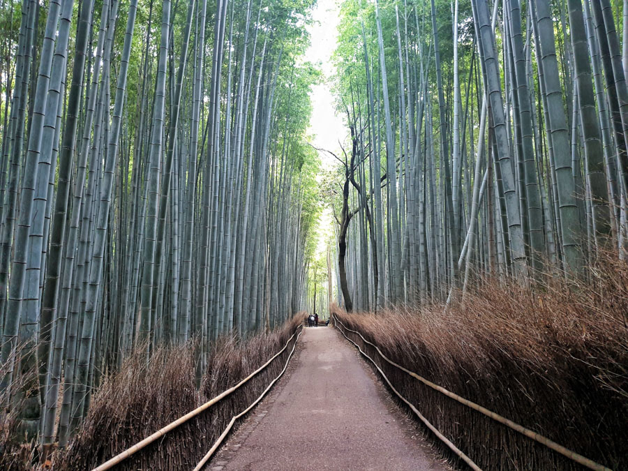 Bamboo Forest, Kyoto, Japan