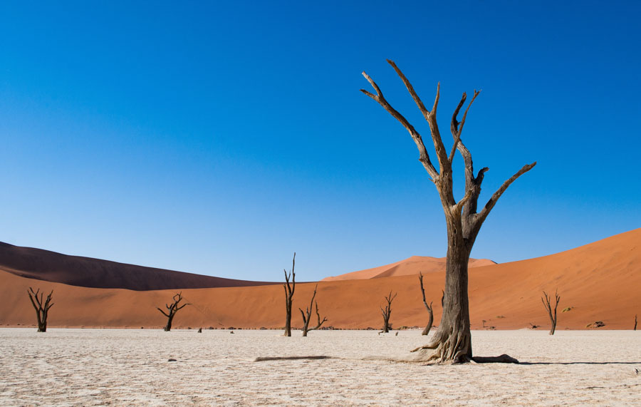 Deadvlei-Nambia-Desert-Dead Trees